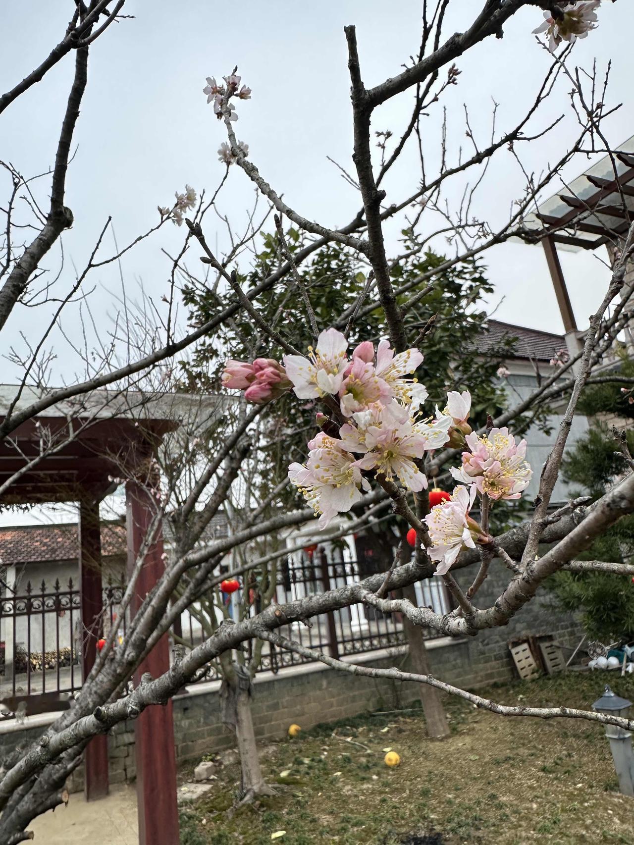 樱桃花开了！去年冬天把自己庭院里的一棵樱桃树修剪了一下，去掉一些多余的枝条，没想