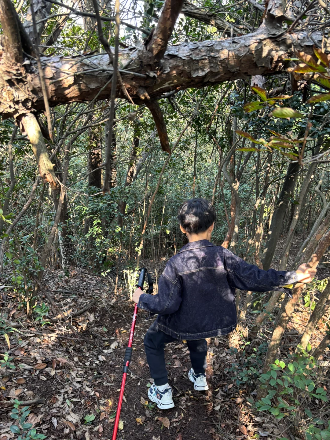每周一山‼️金华市区🚗0.5h竟然有这么野的山