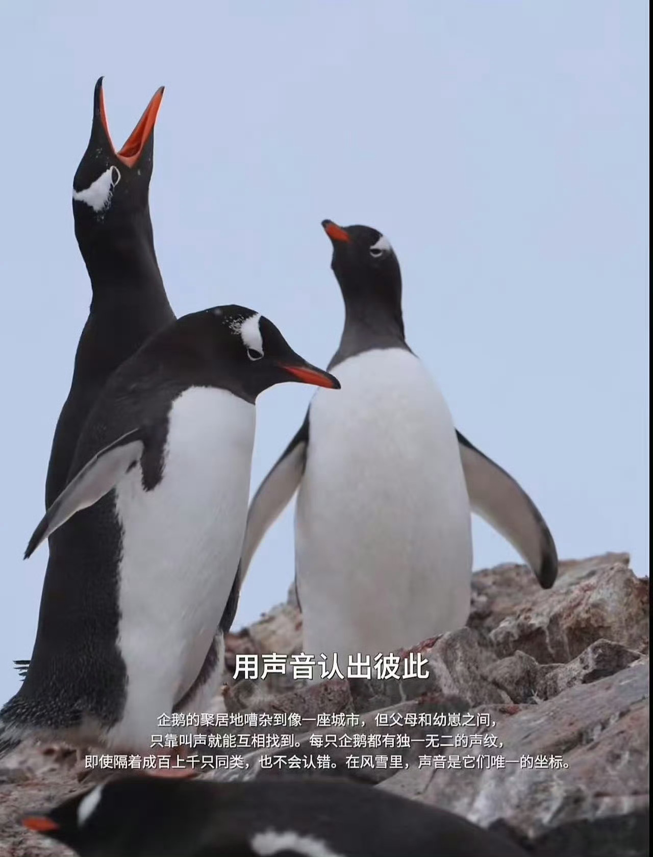 南极治好了我的结局焦虑症 白色净土抚平所有焦虑褶皱，冰川的消长藏着自然的从容。不