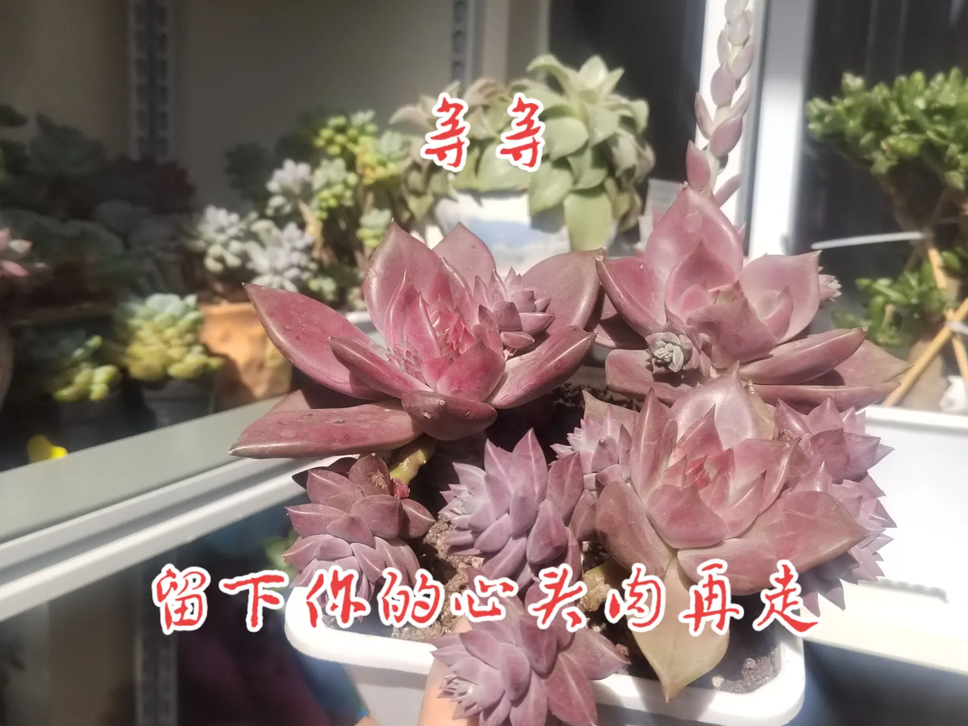 我要是不发，你怎么会知道我在养多肉！