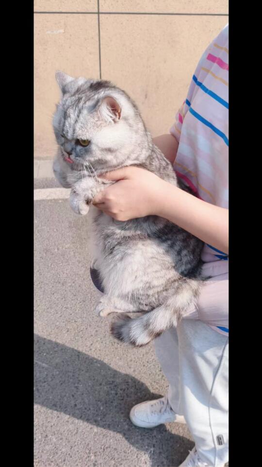 夏日遛猫vlog