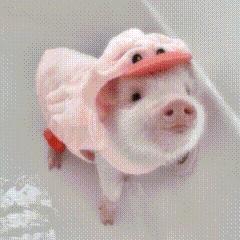 们zgj才是最mmr的 ​​​