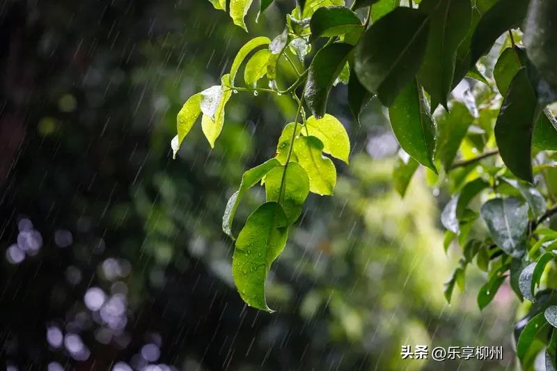 2025年9月，柳州的天气略显“疯狂”。受副高环流与台风“塔巴”外围气流的影响，