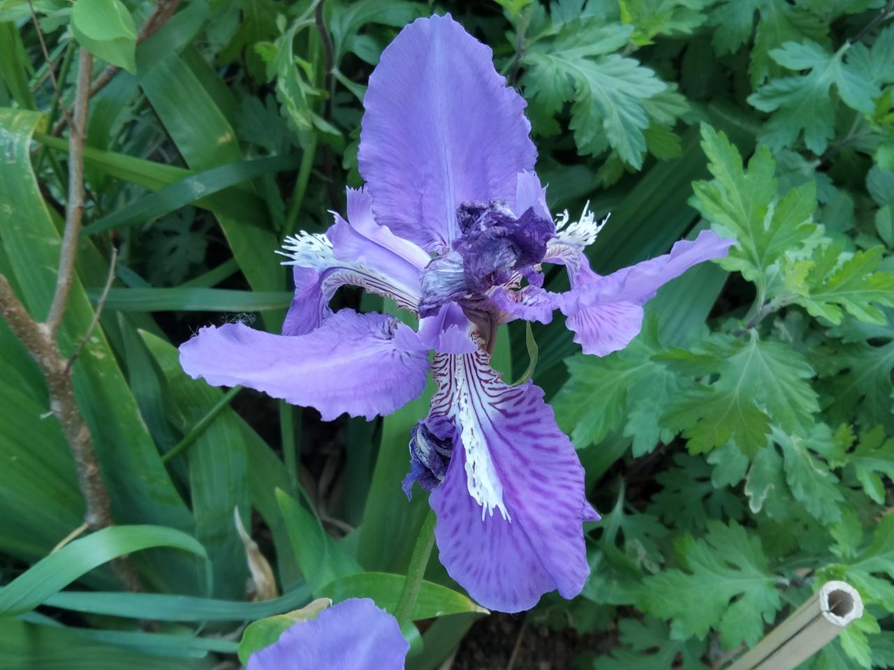 晒一张你拍的花什么花？