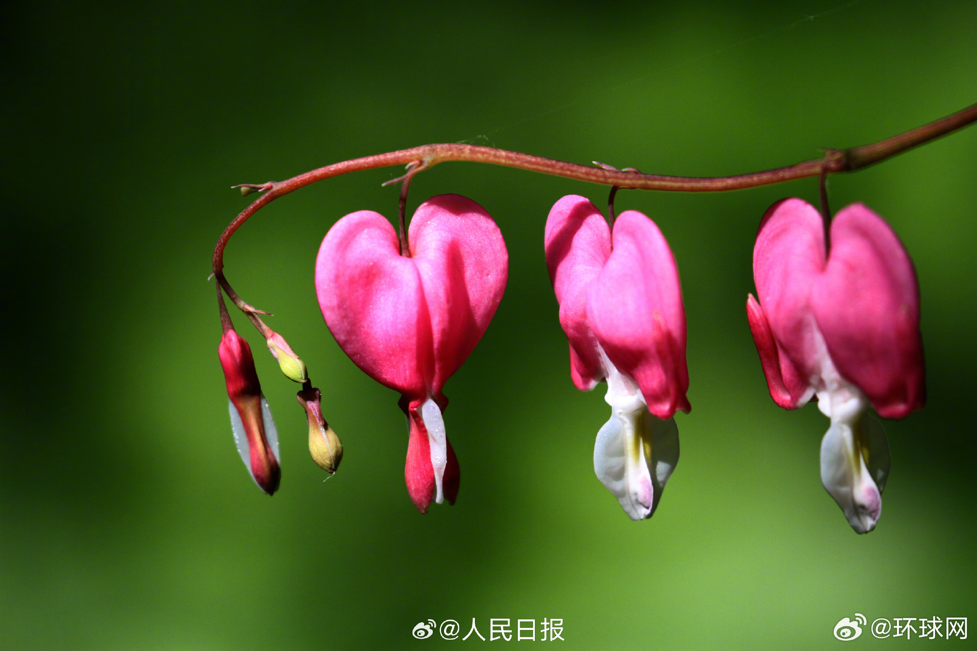 【#荷包牡丹比了一串小心心#】#荷包牡丹送你满屏爱心#近日，辽宁沈阳，园林植物标