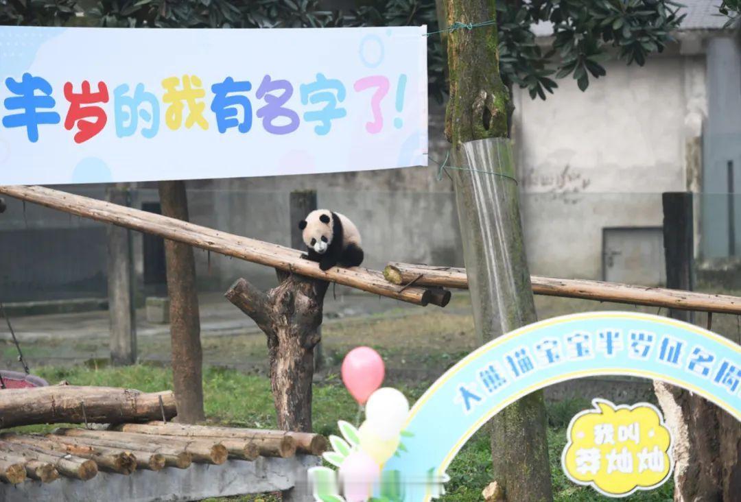 #重动半岁大熊猫莽灿灿萌态十足#1月6日，重庆动物园一只半岁大熊猫正式命名为“莽