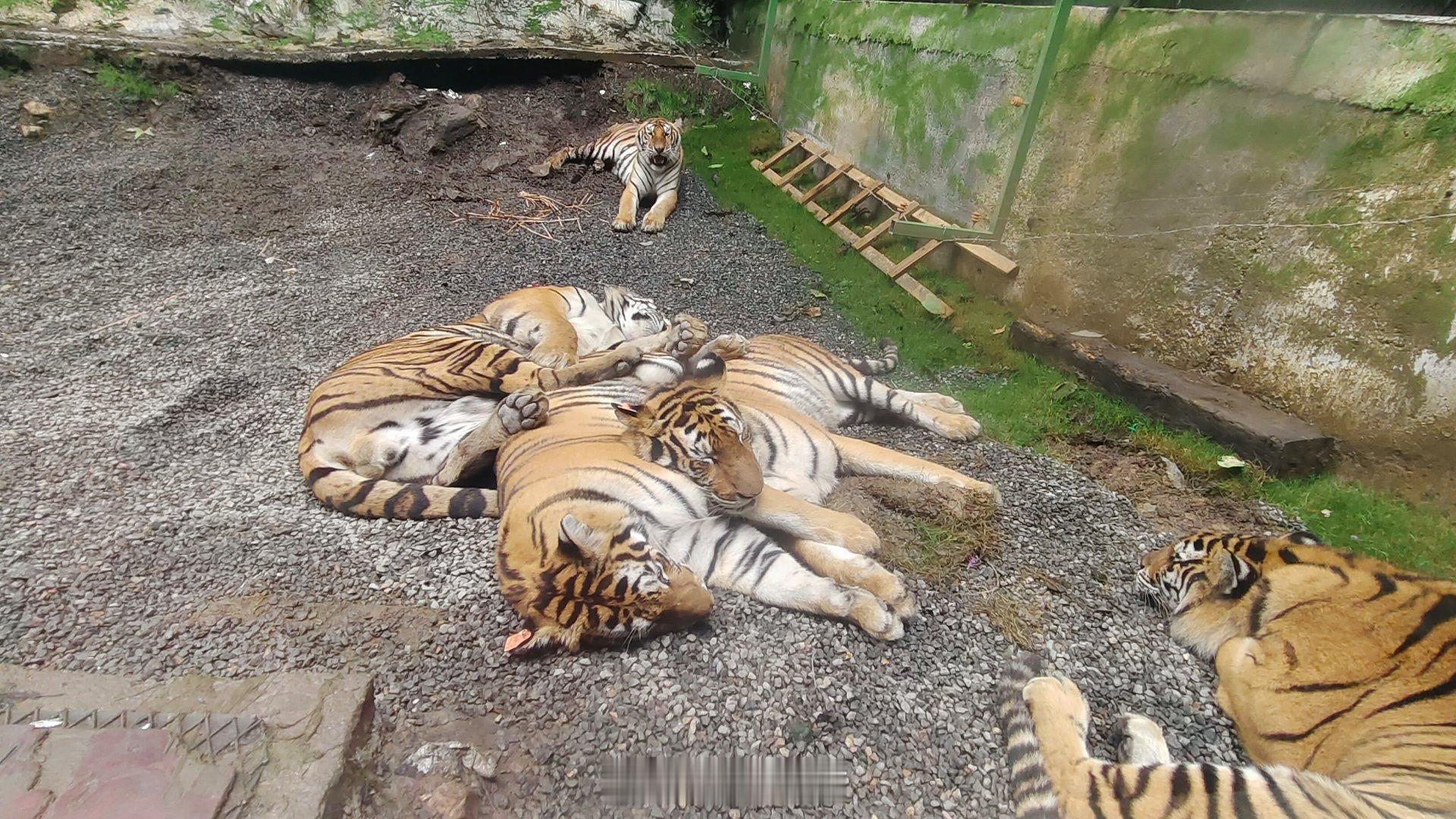 大美洛阳欢迎你！栾川竹海野生动物园洛阳天湖奇峡洛阳文旅又放大招