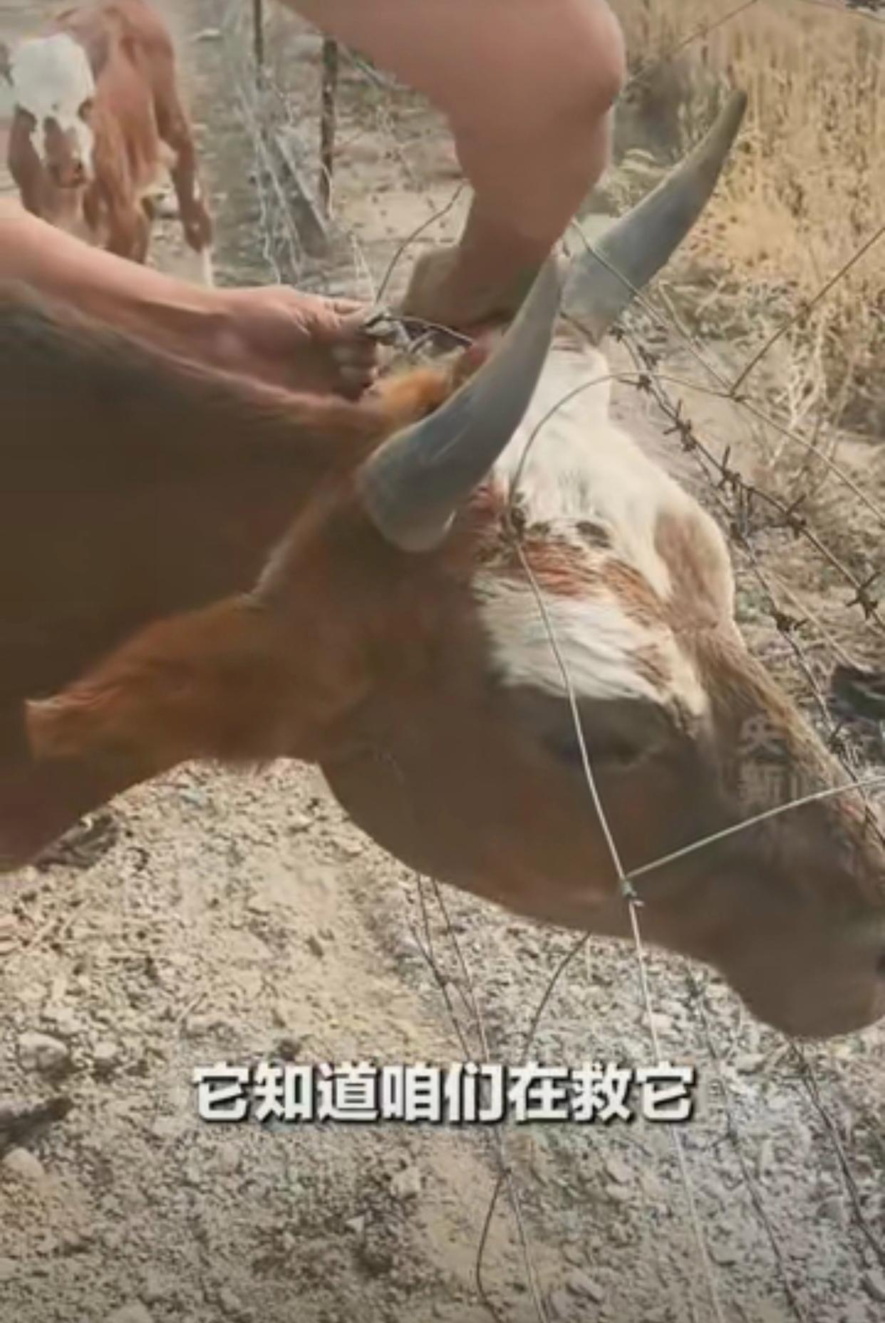 上央视新闻啦！新疆阿勒泰，一对开房车旅行的男女经过一片路边草地时，看见一头母牛和