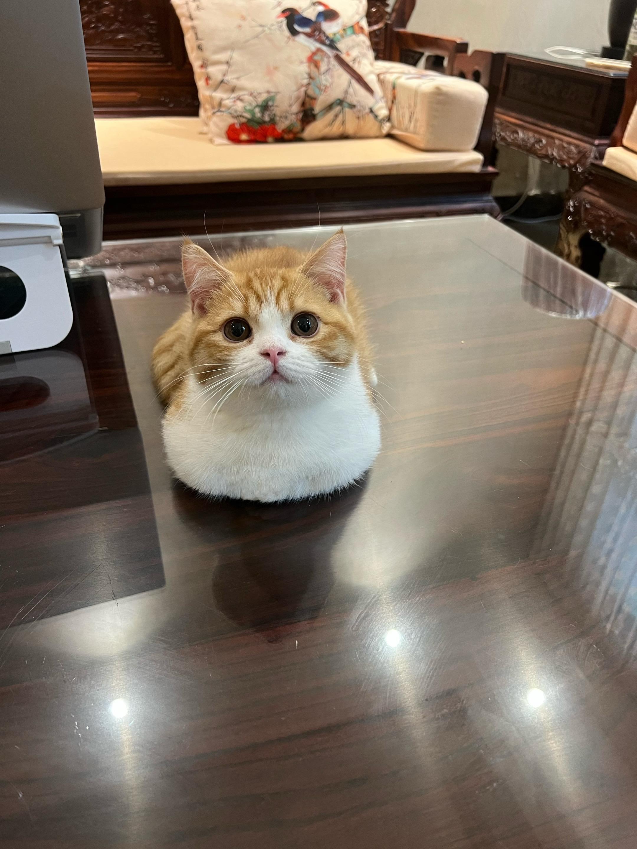 这是我新养的柯尔鸭。