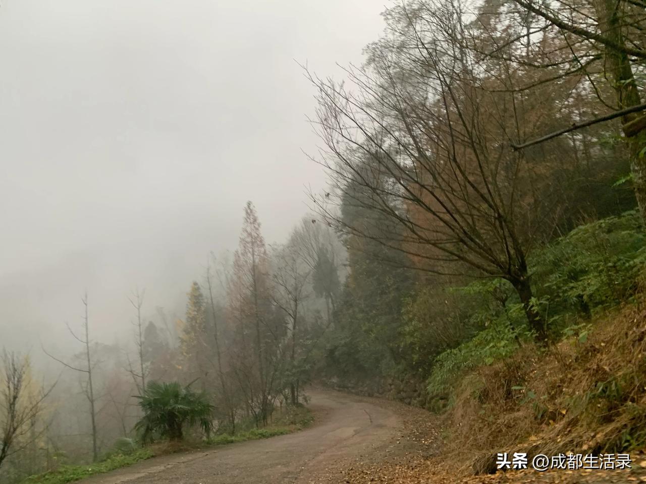 随手拍旅行崇州的彩林，下雨天不要去噢，尤其是山上，冬季雾茫茫，一点也不出片。