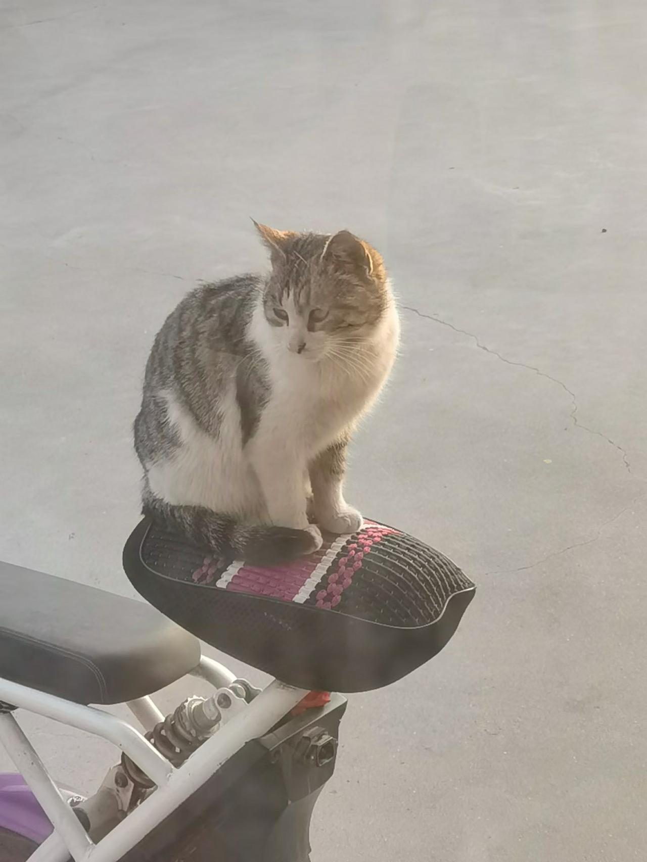 银雀山下青龙河，风动梅花影婀娜。
​纸短情长意未尽，见面却又话不多。

    