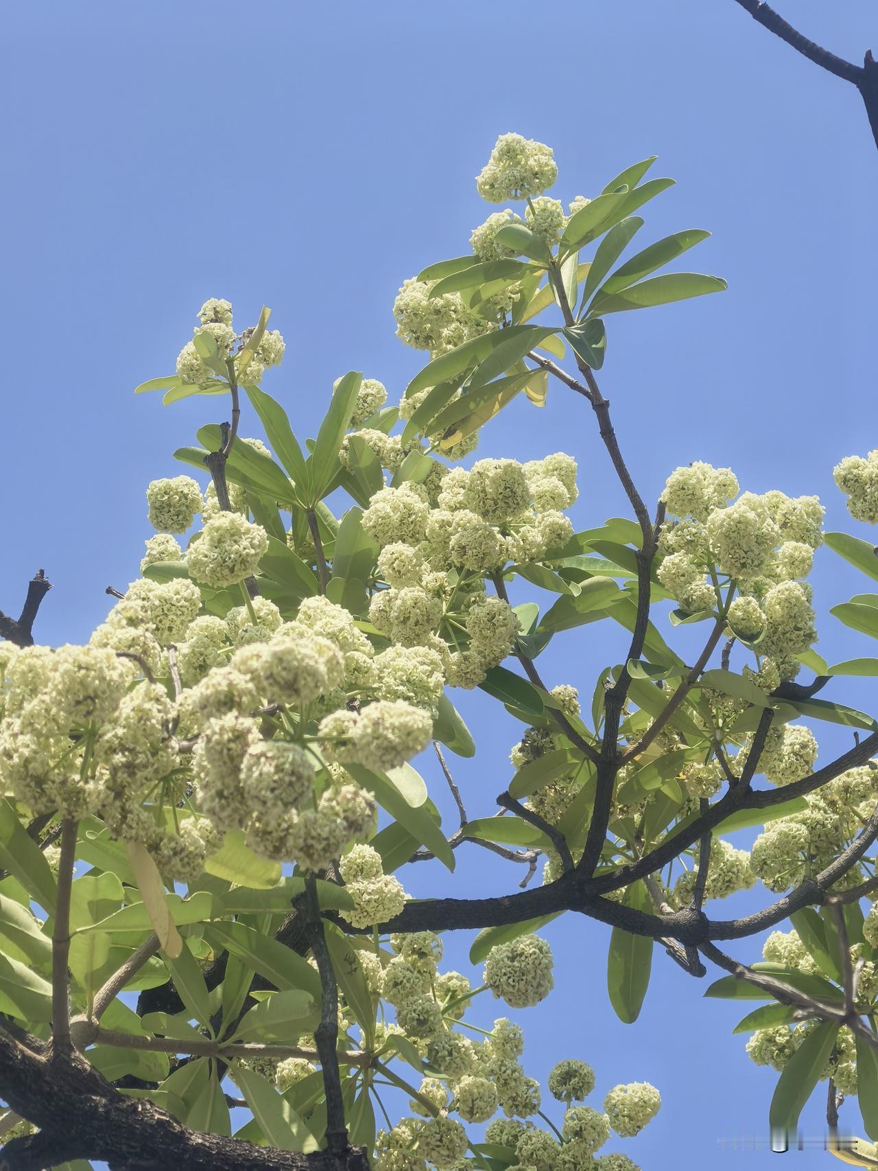 问问顺德的朋友们，顺峰山这个糖胶树，到底臭不臭？

有网友在评论区说我昨天在顺峰