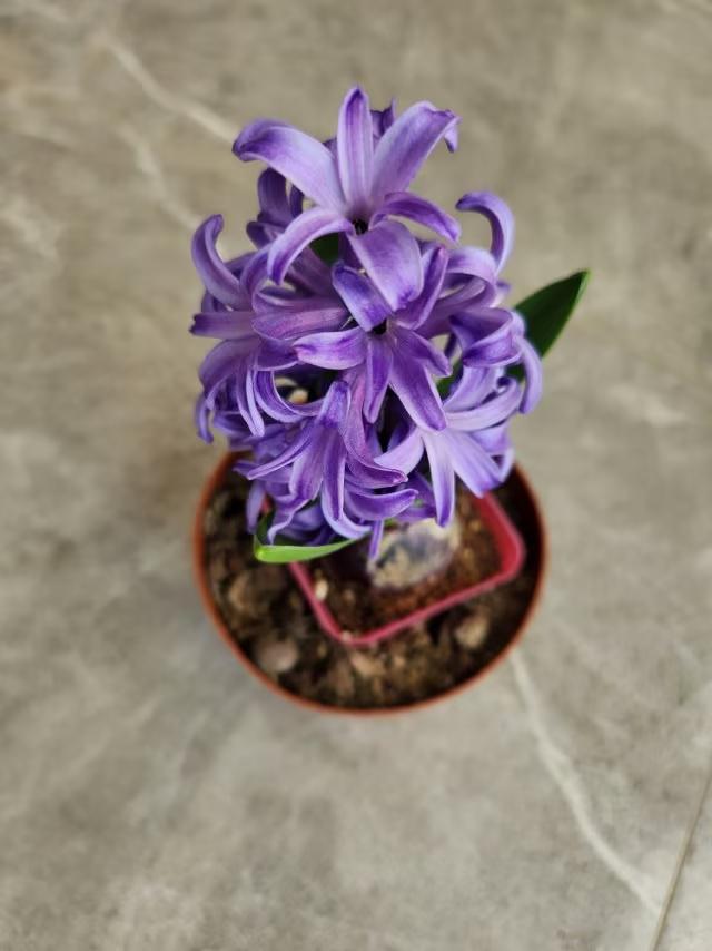 风信子的花语和寓意：
        微头条
风信子的花语和寓意丰富多层次，即有