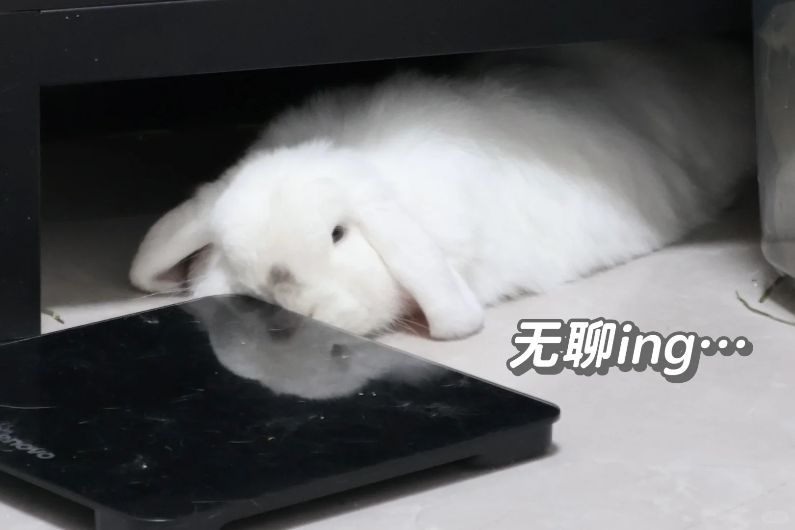 胖兔日常😐