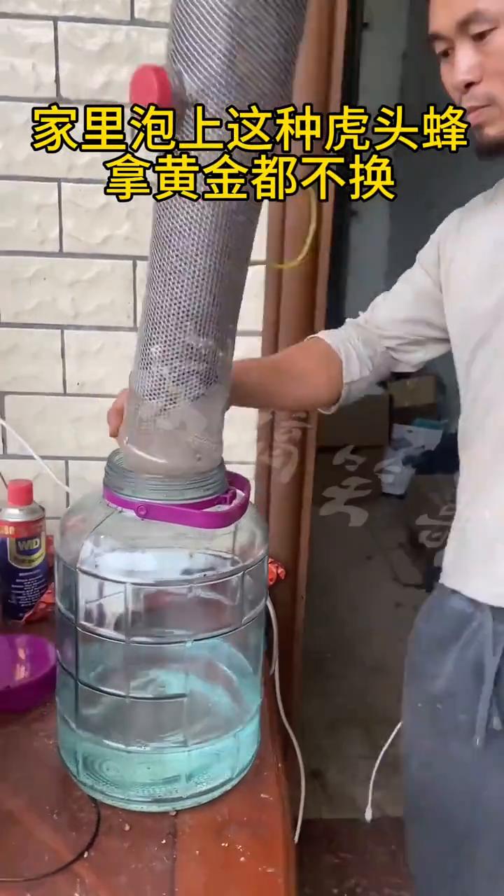 家里泡上这种虎头蜂，拿黄金都不换。
