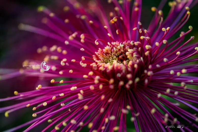 上联：晴绿夕阳流独秀，求下联浅紫秋霜染独菊