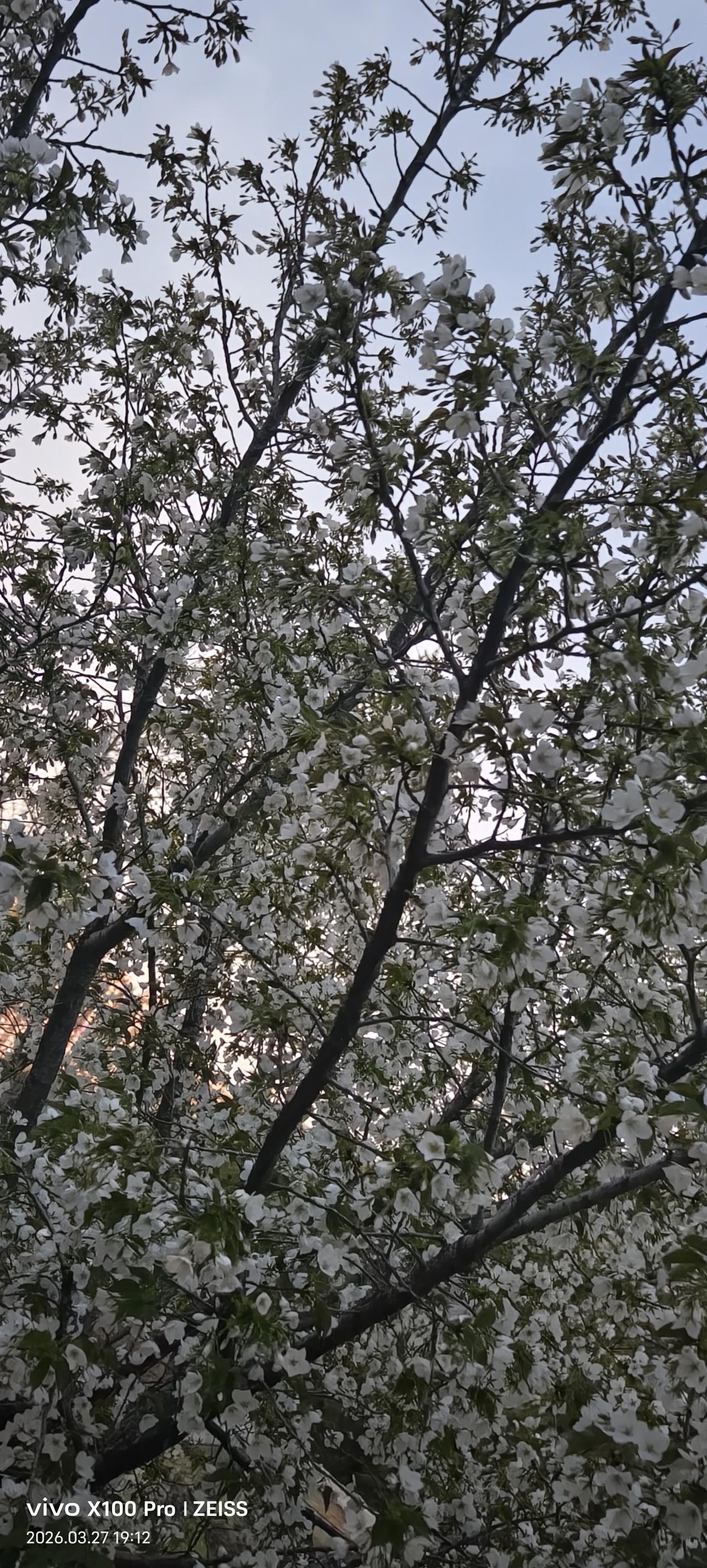 白枝树 站在水中的树 乡村杏树