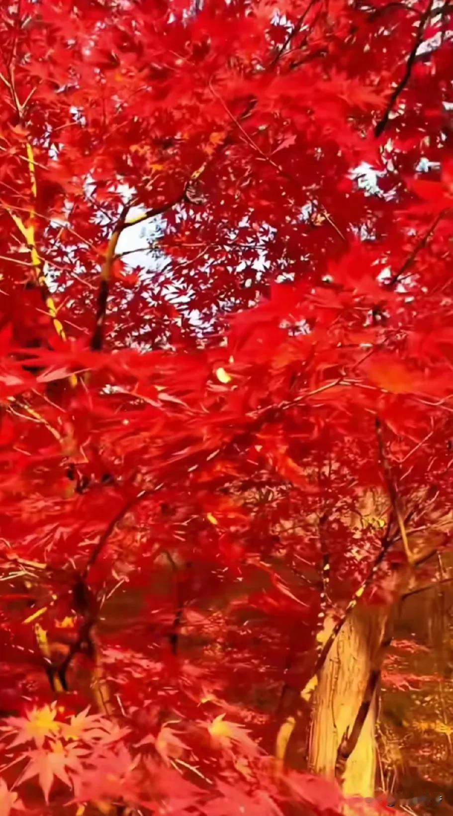 #秋日生活打卡季#
掬一捧秋风，
我在等你，
等你一起去看枫叶染红天地。
枫叶在