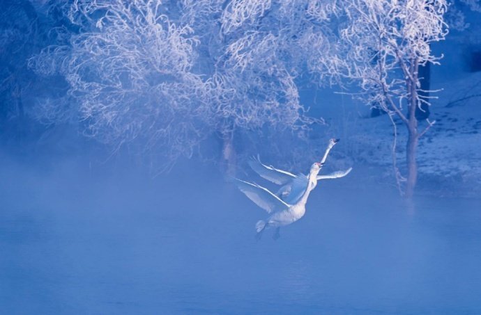 新疆伊犁天鹅湖，银色的雾淞 ，澄澈的湖水， 纯洁的白天鹅，朦胧的雾气，宛若仙境