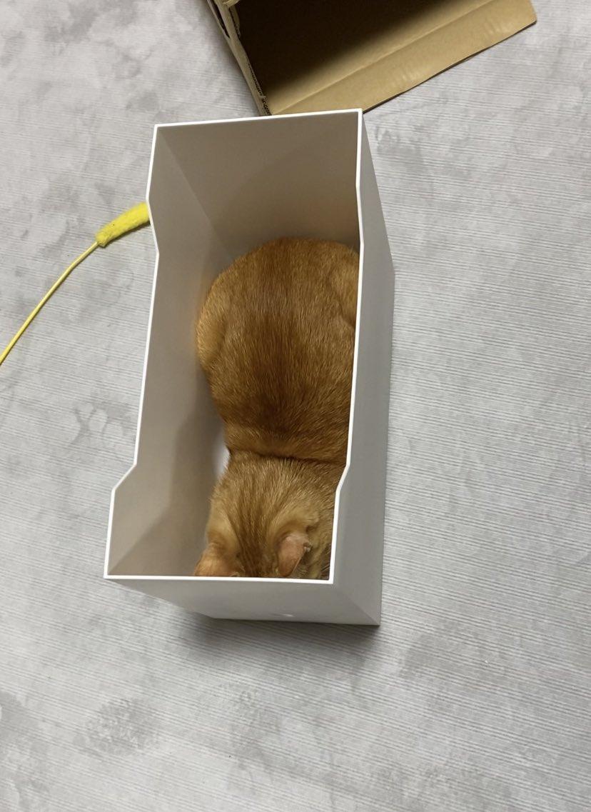 养猫的都知道，它们的身段柔软，不论什么样的空间、容器它们都能躲进去！

日本推特