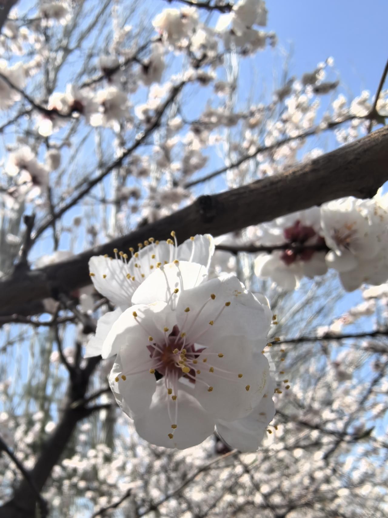 有没有漂亮的花朵图片大家都说春天美，春天的美名不虚传，看花儿就知道了！
