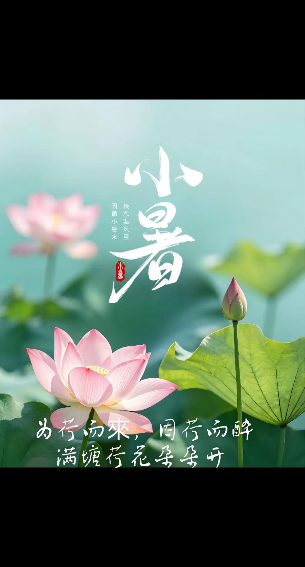 今的分享满塘荷花朵朵开。