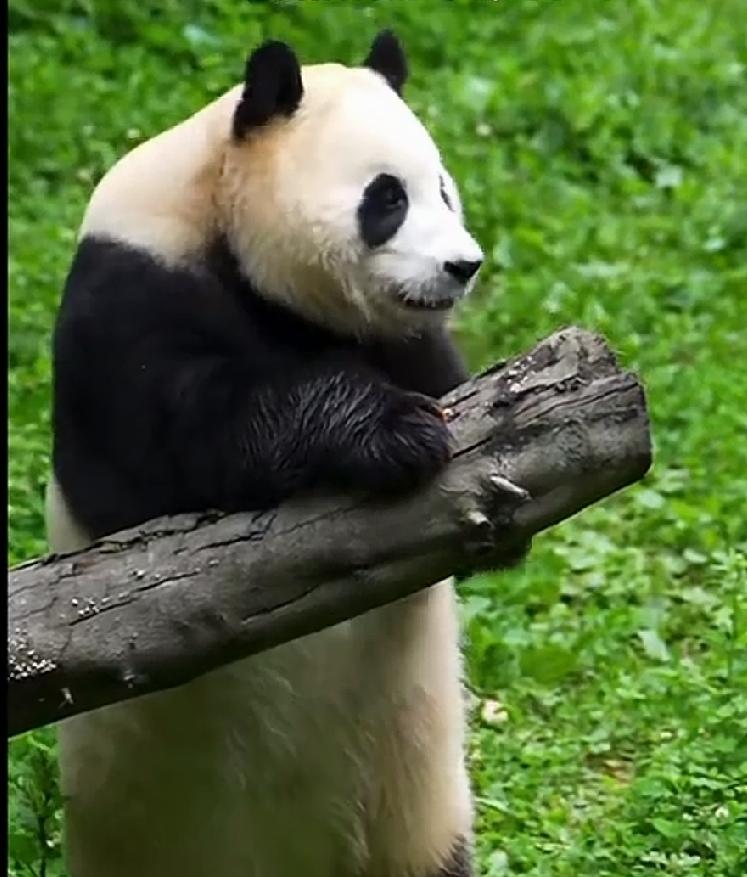 福宝人气这么高
为神树坪带来巨大流量与收益
看到别院儿都已经有了大沙发大宝座还有