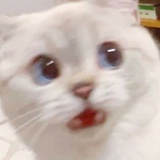 软羽爱聊影视剧