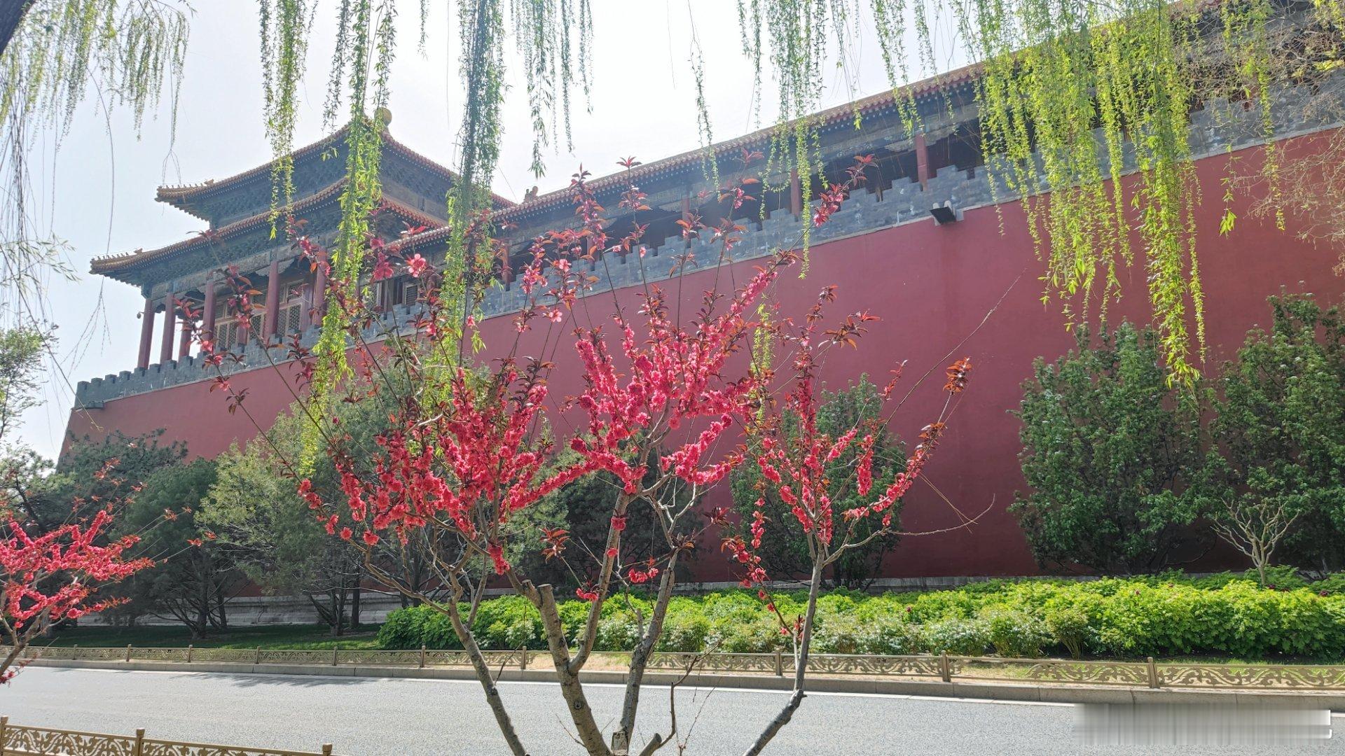 紫禁城外的红墙春色  摄影​​​