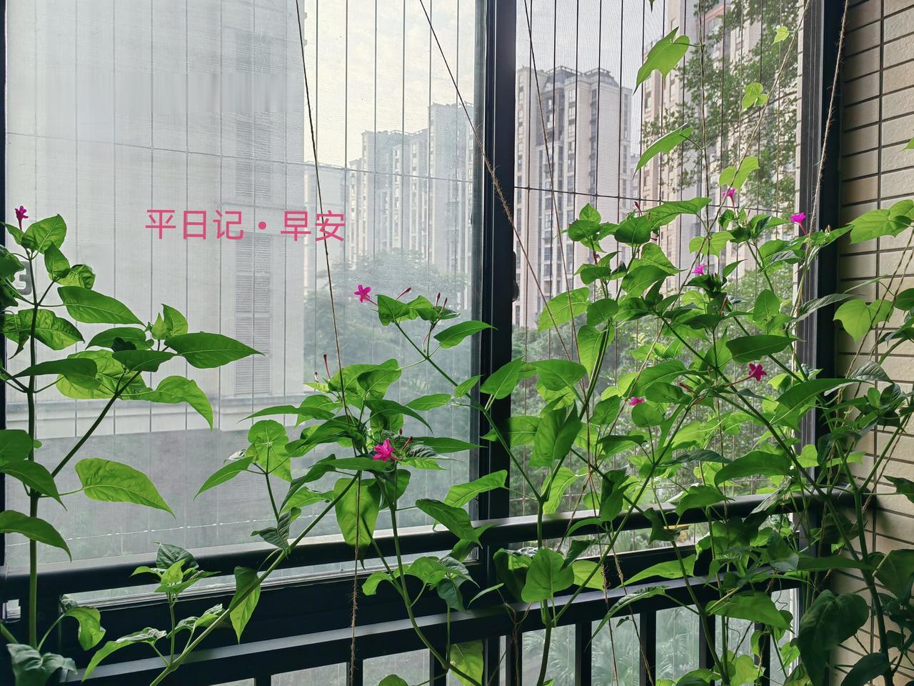 平日记•早安

晨光入窗，清风拂面，人间又添一日新。

花会依循时节而盛放，好运