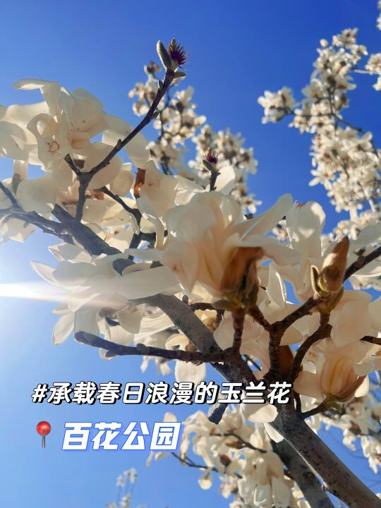 我今天拍到的玉兰花🤩美的耀眼吧📍百花公园