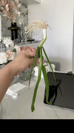 别说，还真挺像