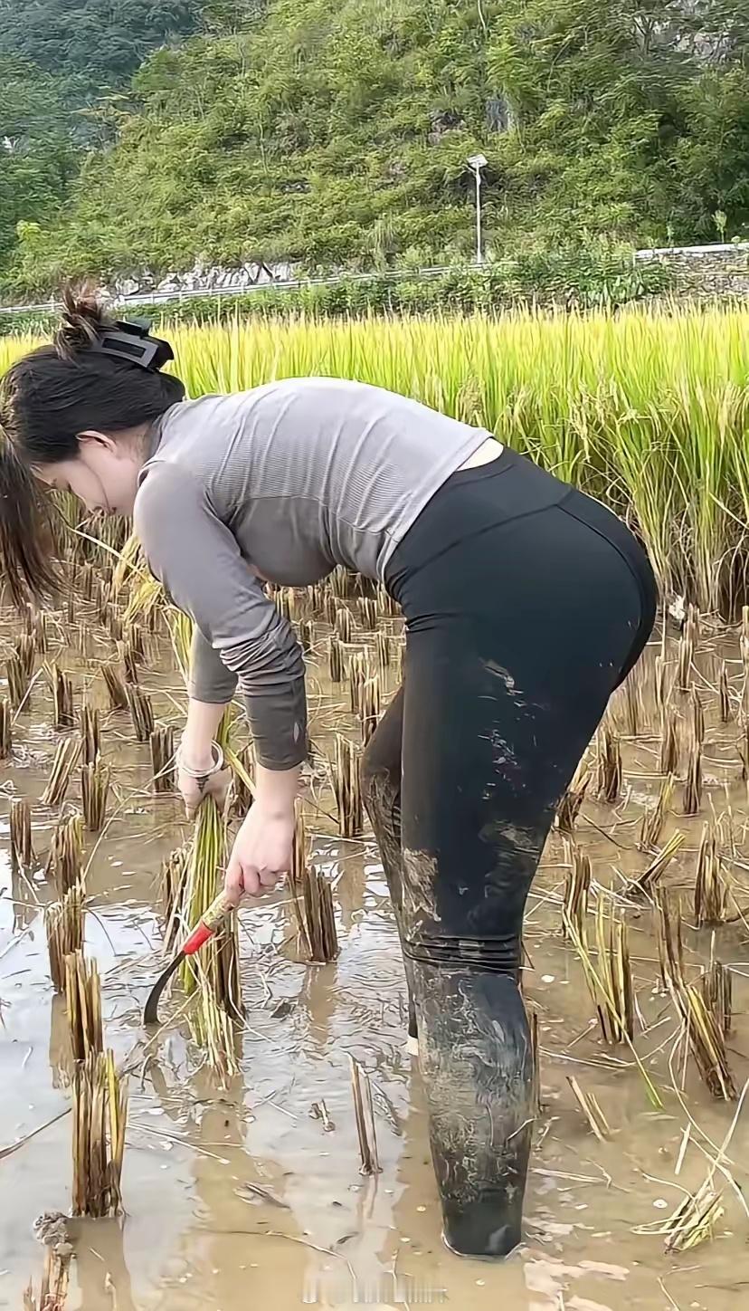 湖北大别山农村，割稻子的女子。现愿老老实实待农村的小姐姐太少了！