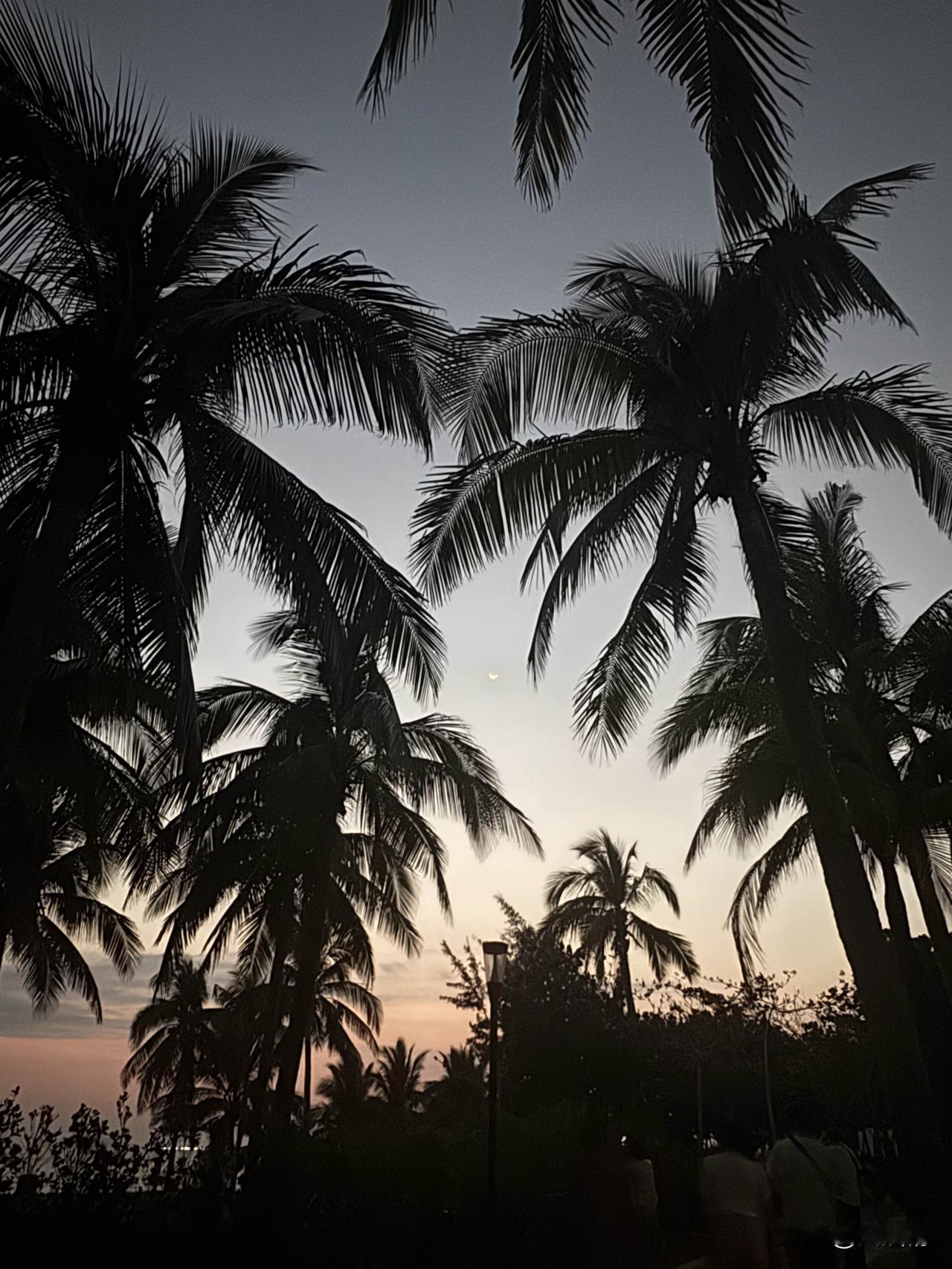 漫步在三亚的椰林中，仿佛踏入了一个梦幻的世界。