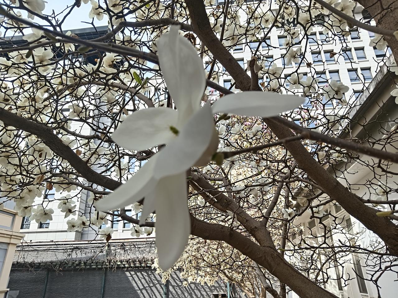 单位虽然穷点，但院子里的花一点不输他地，一入春就怒放！