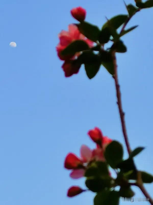 看到这个上联“春有百花秋有月”，一下子就感受到了四季流转中的美好。春天百花争艳，