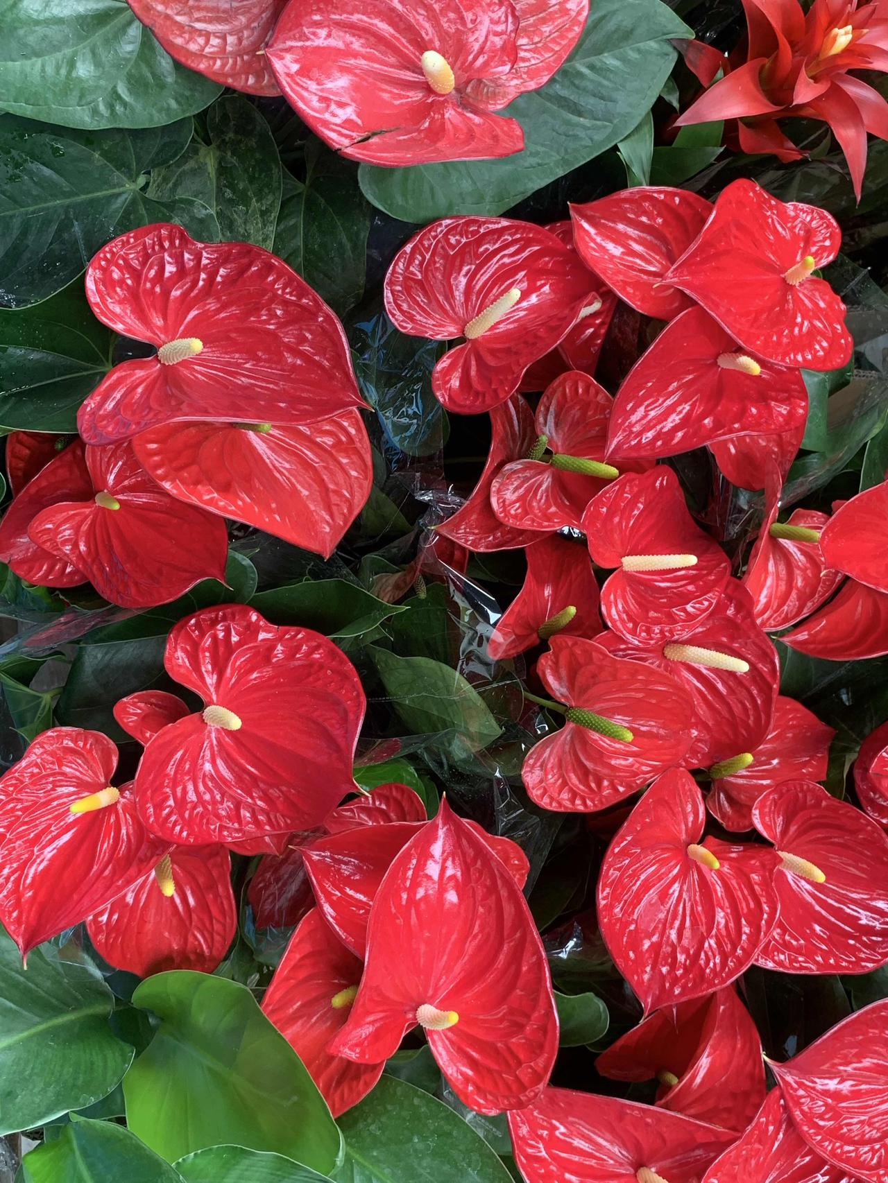 今天拍到大家都认识的花—红掌花。
红掌花语主要是‌大展宏图、热情和鸿运当头‌。因