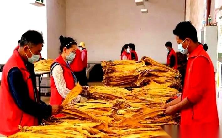 河南人李泽海在云南芒市西山乡投资200万元造烟，7天收回全部本金，55天搞出超1