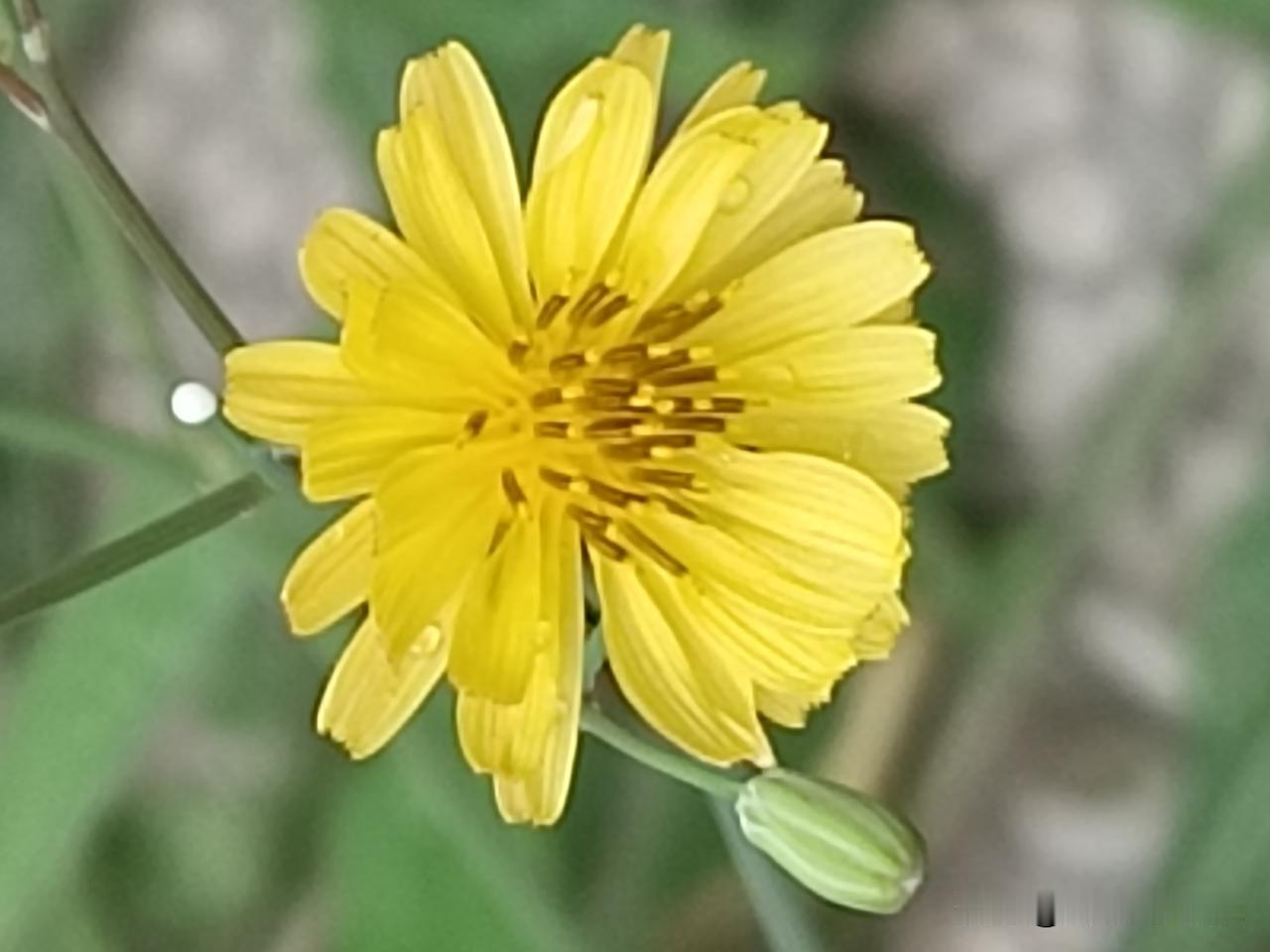 认一认随处可见的路边花——中华苦荬（mǎi）菜
 
院子墙角有两处盛开着鲜艳的黄