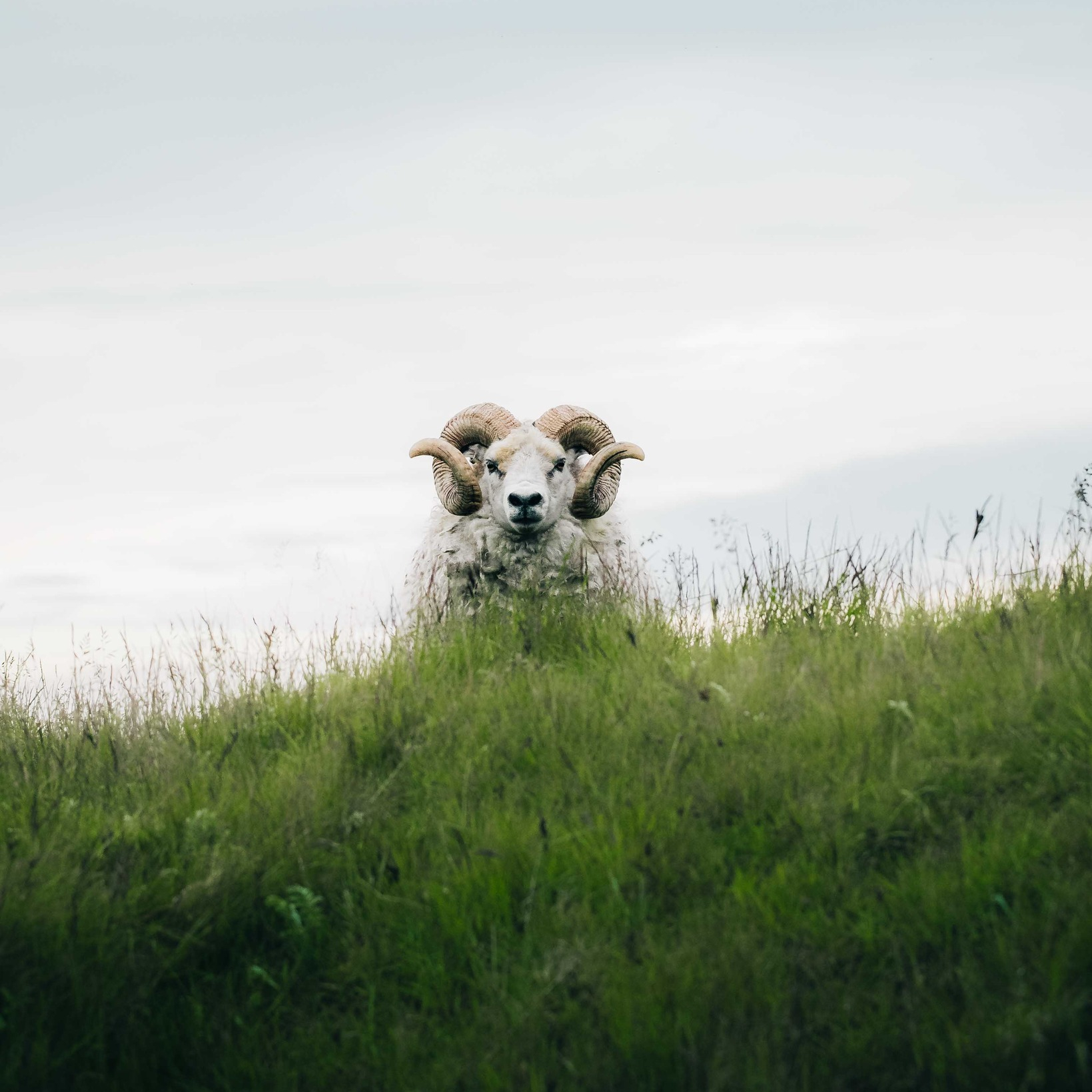 冰岛不大，但有一霸 
