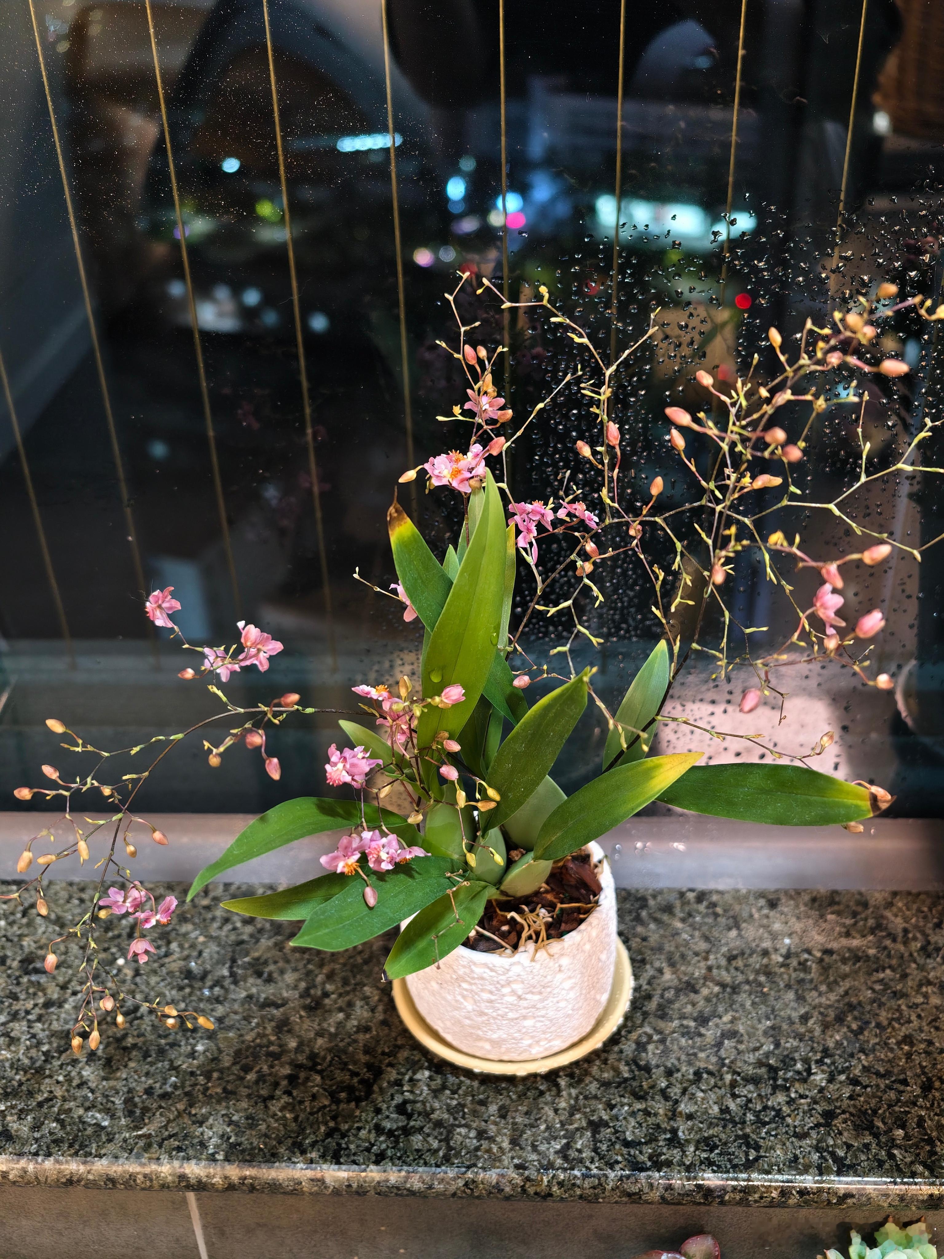 可能真的是年纪到了，最近沉迷买花养花！