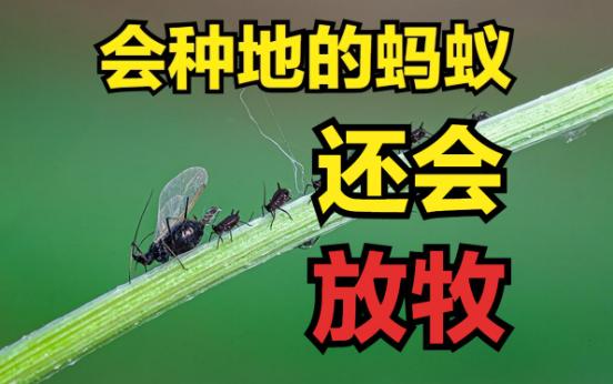 先说个扎心的：地球上最早搞放牧的，不是人，是蚂蚁，而且比人类早了几千万年。
它们