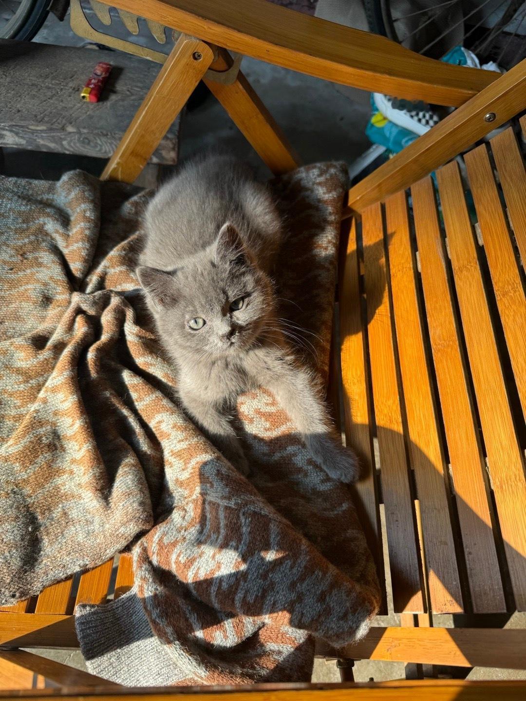 一转眼糖糖跑出去快一个月了，我找了很多地方都找不到，离开了我感觉心里空落落的，直