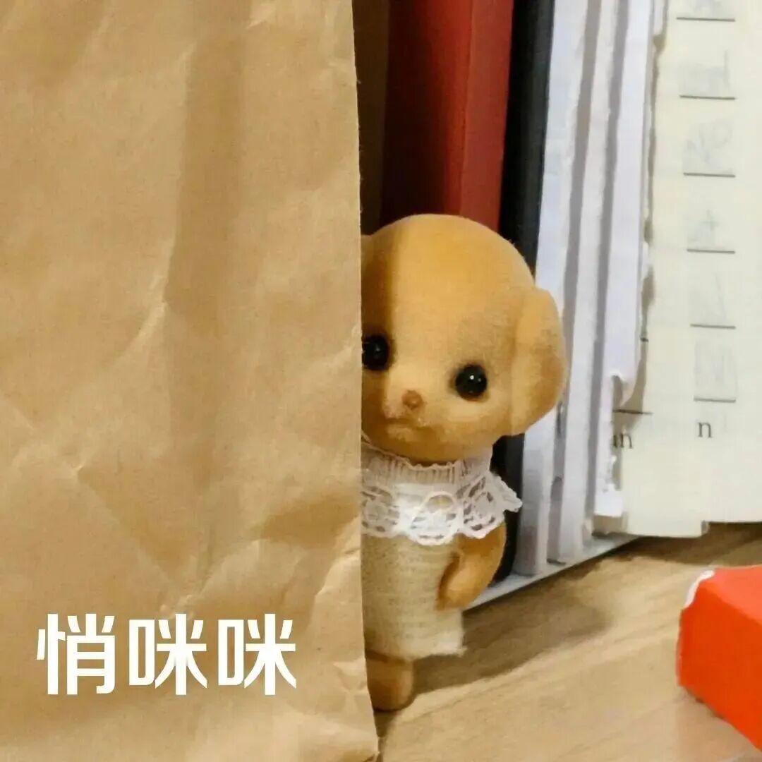 就让我一个人和表情包生活 