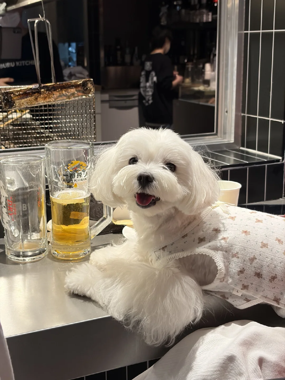 小狗可以喝啤酒么？