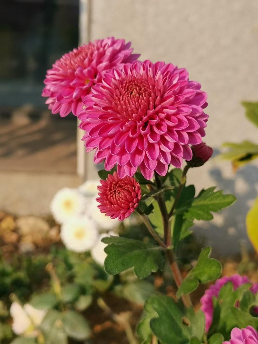 谁言逢秋悲寂寥？我言秋日胜春朝。

只要眼里有光，每一天的生活都是美好和幸福。