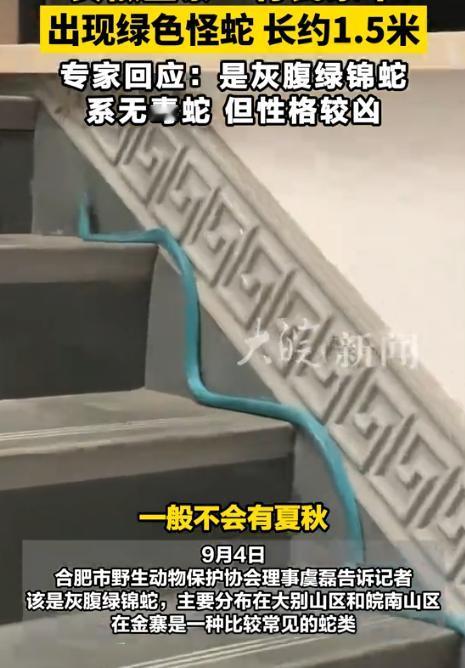 安徽金寨，一女子在家中休息时，突然在楼梯上发现一条蓝绿色的东西，开始还以为是根电