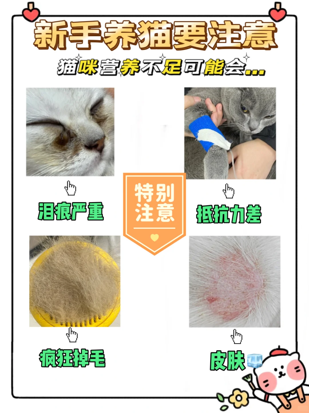 新手养猫之营养补充怎么选🧐