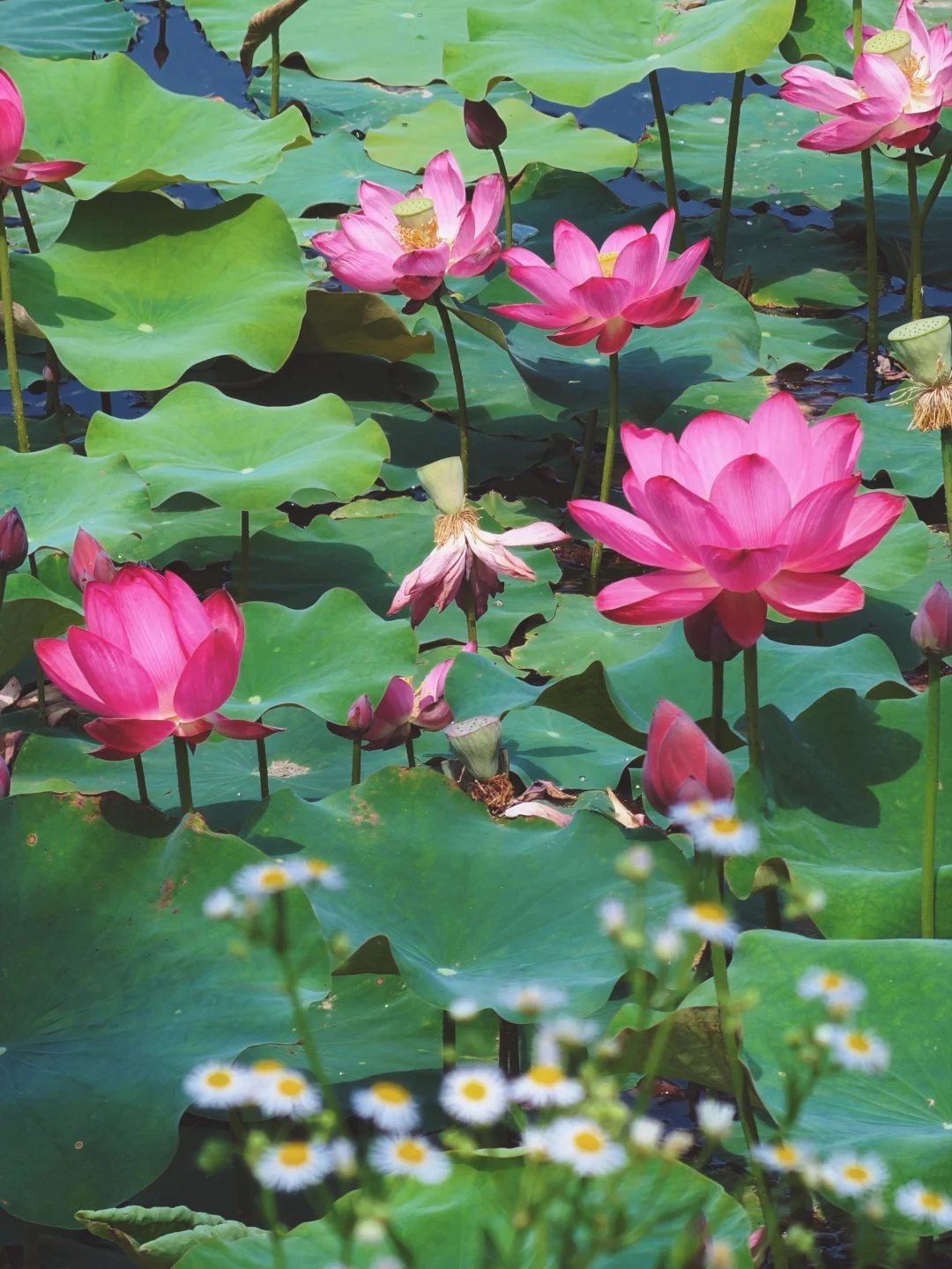 昌乐 | “荷”你相遇，花已开好