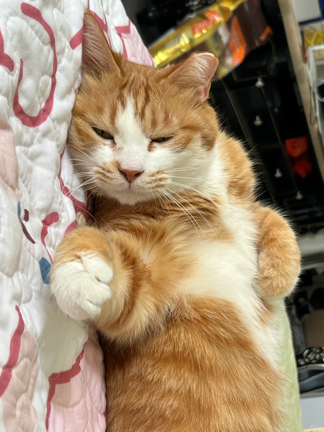 斯密马塞妈妈酱，瓦达西今天也不想起床